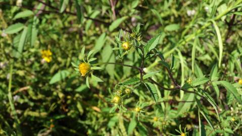 Fotografia da espécie Bidens frondosa