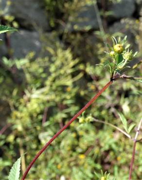 Fotografia 16 da espécie Bidens frondosa no Jardim Botânico UTAD