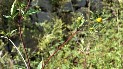 Fotografia da espécie Bidens frondosa