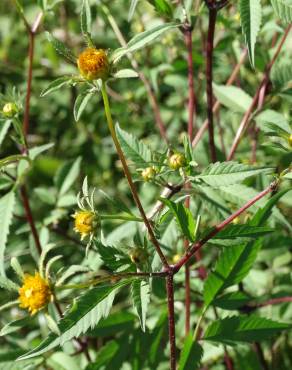 Fotografia 15 da espécie Bidens frondosa no Jardim Botânico UTAD