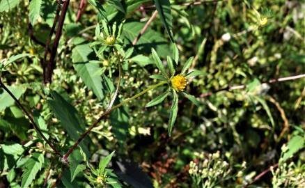 Fotografia da espécie Bidens frondosa