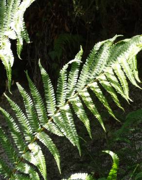 Fotografia 9 da espécie Dryopteris affinis subesp. borreri var. borreri no Jardim Botânico UTAD