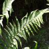 Fotografia 9 da espécie Dryopteris affinis subesp. borreri var. borreri do Jardim Botânico UTAD