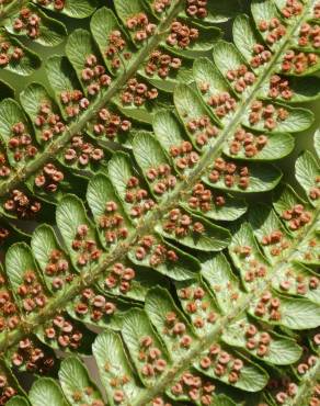 Fotografia 8 da espécie Dryopteris affinis subesp. borreri var. borreri no Jardim Botânico UTAD