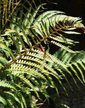 Fotografia 7 da espécie Dryopteris affinis subesp. borreri var. borreri no Jardim Botânico UTAD