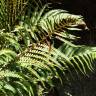 Fotografia 7 da espécie Dryopteris affinis subesp. borreri var. borreri do Jardim Botânico UTAD