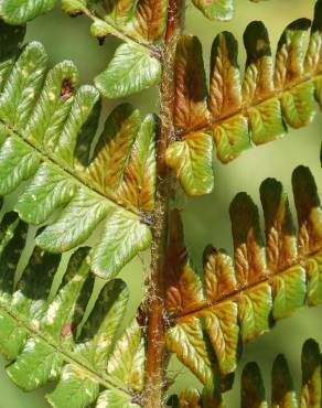 Fotografia 6 da espécie Dryopteris affinis subesp. borreri var. borreri no Jardim Botânico UTAD