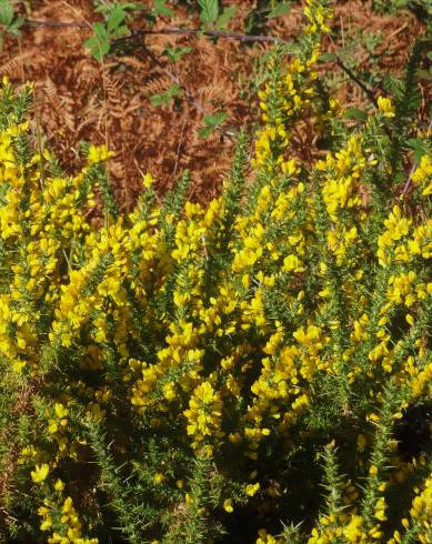 Fotografia de capa Ulex minor - do Jardim Botânico