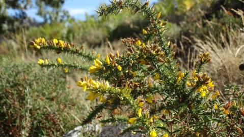 Fotografia da espécie Ulex minor