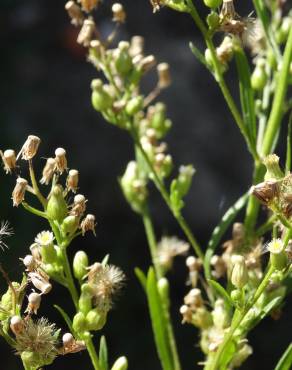 Fotografia 18 da espécie Erigeron canadensis no Jardim Botânico UTAD