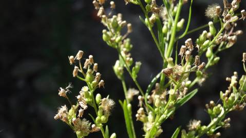 Fotografia da espécie Erigeron canadensis