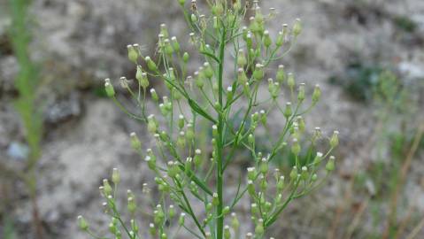 Fotografia da espécie Erigeron canadensis