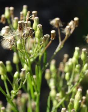 Fotografia 15 da espécie Erigeron canadensis no Jardim Botânico UTAD