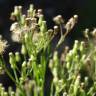 Fotografia 15 da espécie Erigeron canadensis do Jardim Botânico UTAD