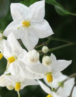 Fotografia 14 da espécie Solanum laxum no Jardim Botânico UTAD