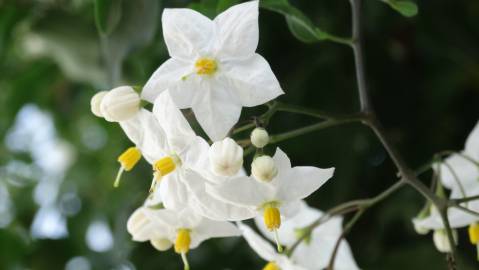 Fotografia da espécie Solanum laxum