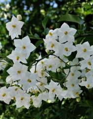 Solanum laxum