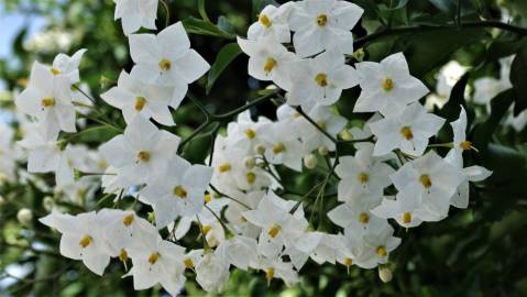 Fotografia da espécie Solanum laxum