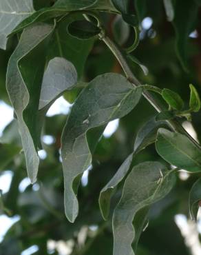 Fotografia 15 da espécie Solanum laxum no Jardim Botânico UTAD