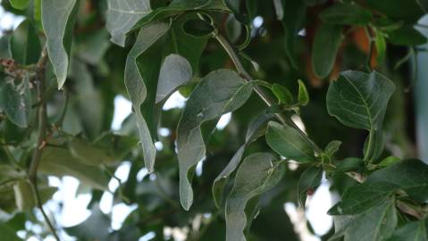 Fotografia da espécie Solanum laxum