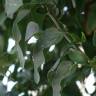 Fotografia 15 da espécie Solanum laxum do Jardim Botânico UTAD