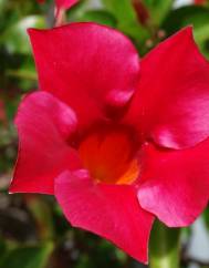 Adenium obesum