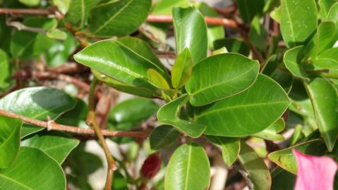 Fotografia da espécie Adenium obesum