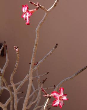 Fotografia 5 da espécie Adenium obesum no Jardim Botânico UTAD