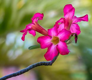 Fotografia da espécie Adenium obesum