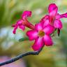 Fotografia 6 da espécie Adenium obesum do Jardim Botânico UTAD