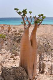 Fotografia da espécie Adenium obesum