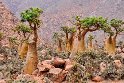 Fotografia da espécie Adenium obesum