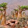 Fotografia 8 da espécie Adenium obesum do Jardim Botânico UTAD