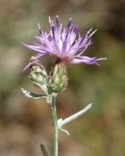 Fotografia da espécie Centaurea langei 