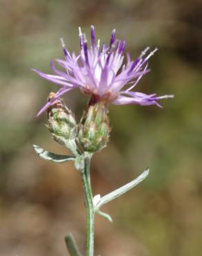 Fotografia 1 da espécie Centaurea langei  subesp. langei no Jardim Botânico UTAD