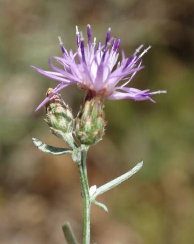 Fotografia de capa Centaurea langei  subesp. langei - do Jardim Botânico