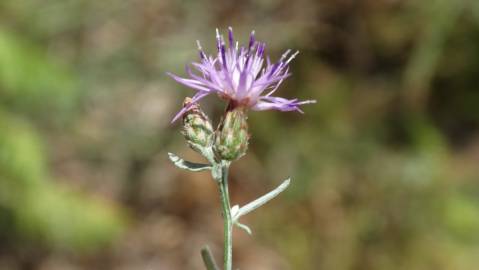 Fotografia da espécie Centaurea langei  subesp. langei