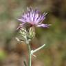 Fotografia 1 da espécie Centaurea langei  subesp. langei do Jardim Botânico UTAD