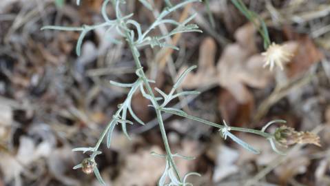 Fotografia da espécie Centaurea langei  subesp. langei