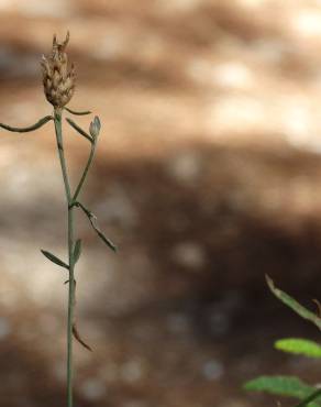 Fotografia 3 da espécie Centaurea langei  subesp. langei no Jardim Botânico UTAD