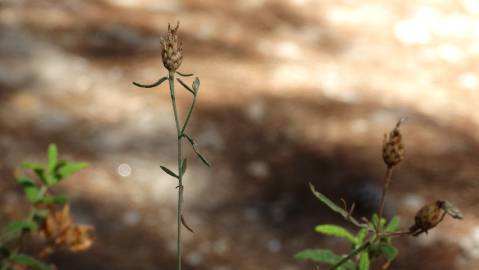 Fotografia da espécie Centaurea langei  subesp. langei