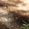 Fotografia 3 da espécie Centaurea langei  subesp. langei do Jardim Botânico UTAD