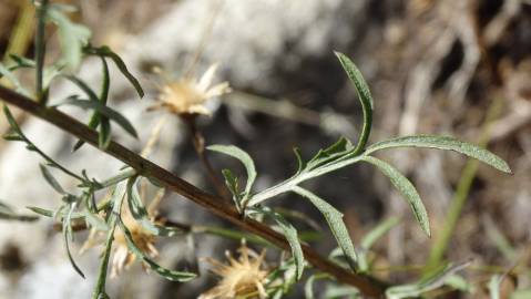 Fotografia da espécie Centaurea langei  subesp. langei