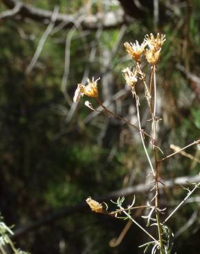 Fotografia 5 da espécie Centaurea langei  subesp. langei no Jardim Botânico UTAD