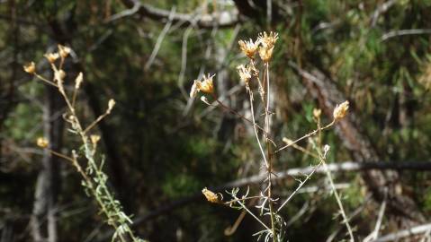 Fotografia da espécie Centaurea langei  subesp. langei