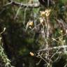 Fotografia 5 da espécie Centaurea langei  subesp. langei do Jardim Botânico UTAD