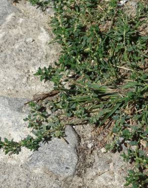 Fotografia 10 da espécie Polygonum aviculare no Jardim Botânico UTAD