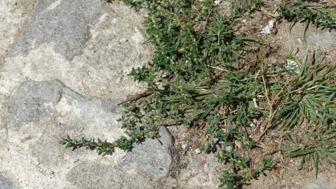 Fotografia da espécie Polygonum aviculare