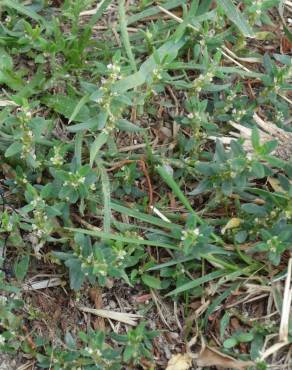 Fotografia 11 da espécie Polygonum aviculare no Jardim Botânico UTAD