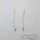 Fotografia 1 de herbário da espécie Phalaris arundinacea no Jardim Botânico UTAD